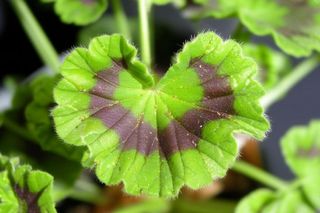 Ogrodnik z Liroy Merlin pokazał, jak zwalczać rdzę w pelargoniach. Mieszam te składniki w proporcjach 1:1:5 i pryskam.  Domowy oprysk, który usuwa rdzę z pelargonii 