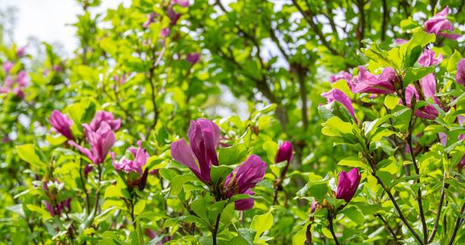 Magnolia 'Susan'
