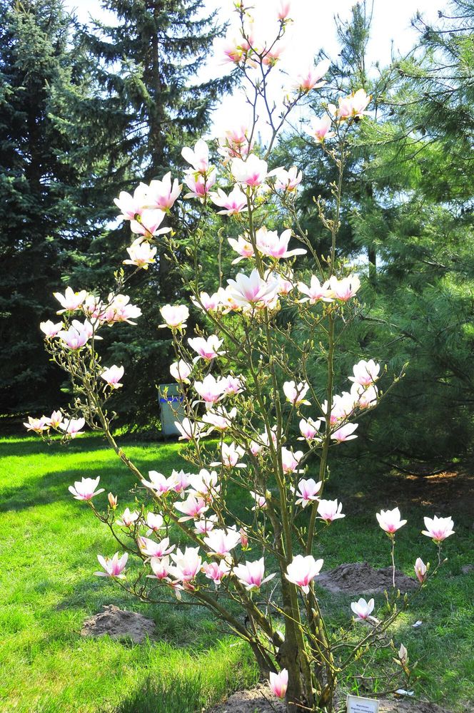 Festiwal Hanami w Powsinie. Celebruj wiosnę w japońskim stylu 