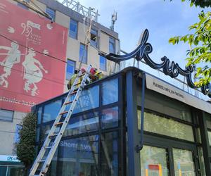 Strażacy interweniowali na rynku w Katowicach. Zabrali kaczą rodzinę w bezpieczne miejsce
