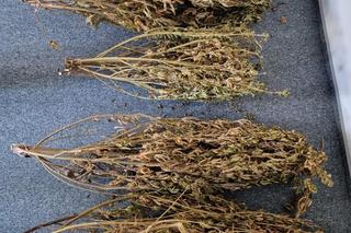 Marihuana czy nie? Internet rozbawiony wpisem policjantów z Sejn [ZDJĘCIA]