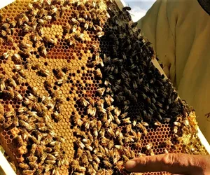Letnie spotkania z pszczołami. Toruń zaprasza do pasieki