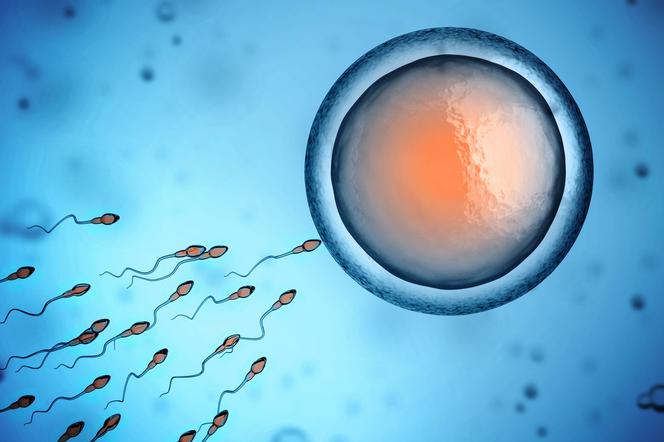 Spermatogeneza i oogeneza. Na czym polega gametogeneza?