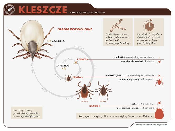 Kleszcze przenoszą boreliozę i kleszczowe zapalnie opon mózgowych