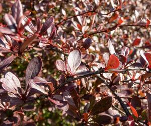 Berberys Thunberga Red Chief