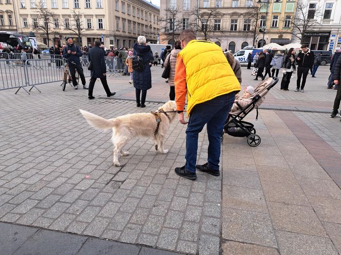 33. Finał WOŚP z grupą krakowskich Golden Retrieverów