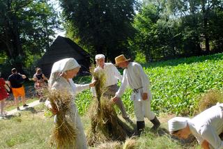 Lniane żniwa w Skansenie. Powrót do przeszłości w Lublinie