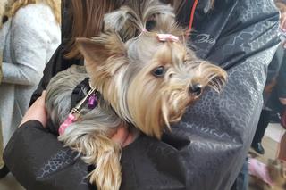 Miss i mister yorków w SCC