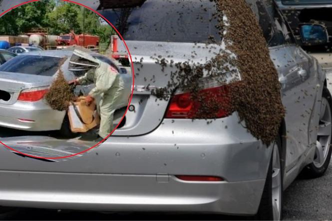 Kędzierzyn-Koźle: Strażacy zaatakowani przez pszczoły! Przestrzegają mieszkańców [ZDJĘCIA]