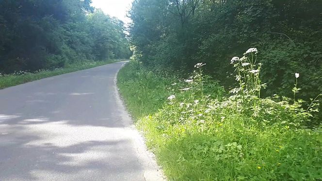 Kontakt z tą rośliną powoduje oparzenia i straszny ból. Ukrywa się wśród traw