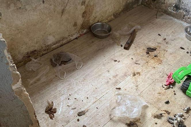 Makabryczne odkrycie w Świętochłowicach. 25-latek porzucił cztery psy w mieszkaniu. Wychudzone konały w odchodach i bez wody