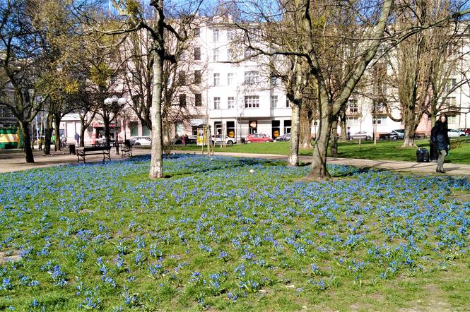 Cebulice w Szczecinie