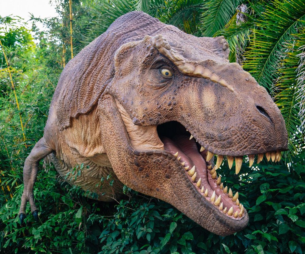 Park dinozaurów, zdjęcie poglądowe