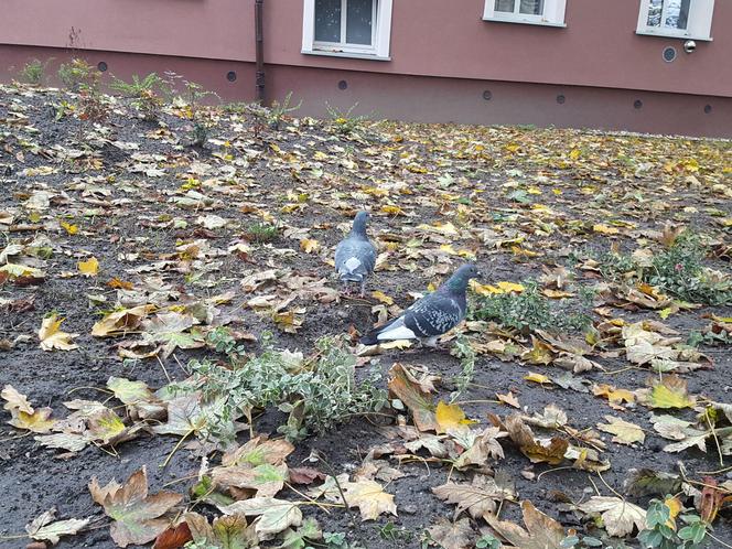 Rośliny posadzone, brakuje tylko kilku elementów. Skwer dr. Kuźniaka w Lesznie prawie gotowy