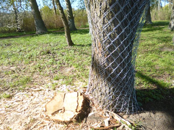 Ratusz zamontował specjalne siatki na obgryzionych przez bobry drzewach