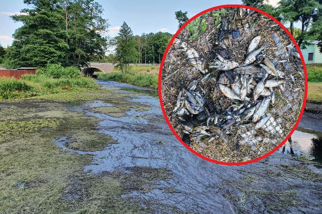 Katastrofa ekologiczna na północy Wielkopolski! Tysiące martwych ryb. Skandal i granda