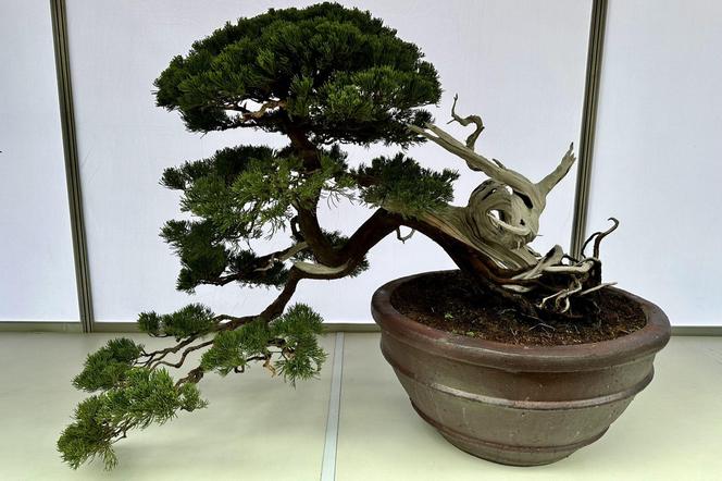 Drzewko bonsai