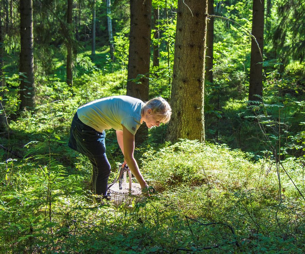 Nie przynieś go ze sobą z lasu. Leśnicy ostrzegają przed tasiemcem