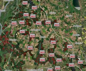 Wycinka lasów w Szczecinie i regionie 