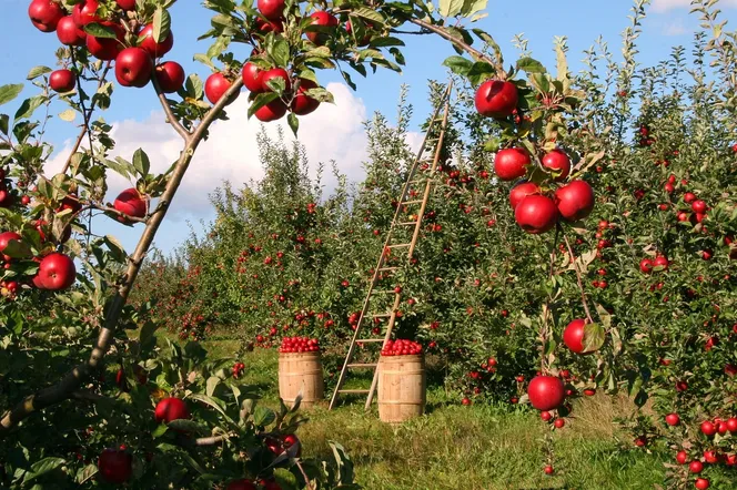 Wybiorą najlepszych wielkopolskich rolników 