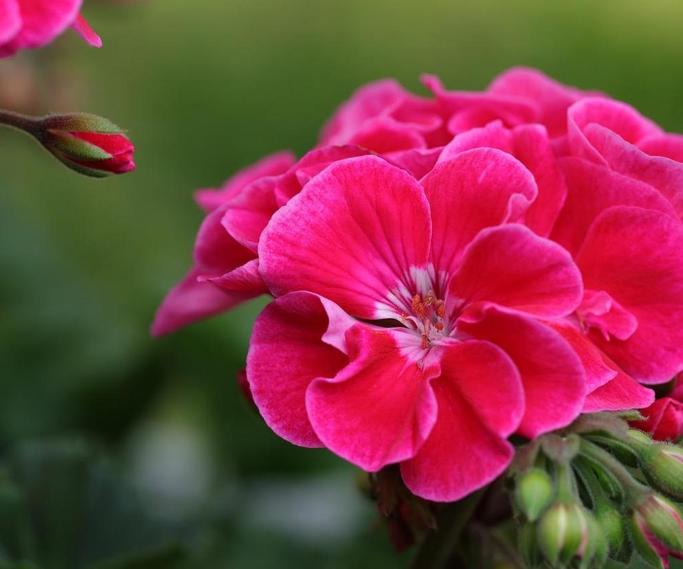 Pelargonie