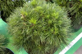 Sosna górska (kosodrzewina) 'Varella' - Pinus mugo 'Varella'
