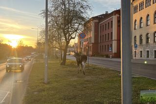 Łosie spacerowały po centrum Bydgoszczy! Mieszkańcy w szoku [ZDJĘCIA]