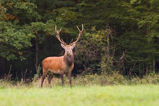 Rykowisko na Podlasiu [ZDJĘCIE DNIA]