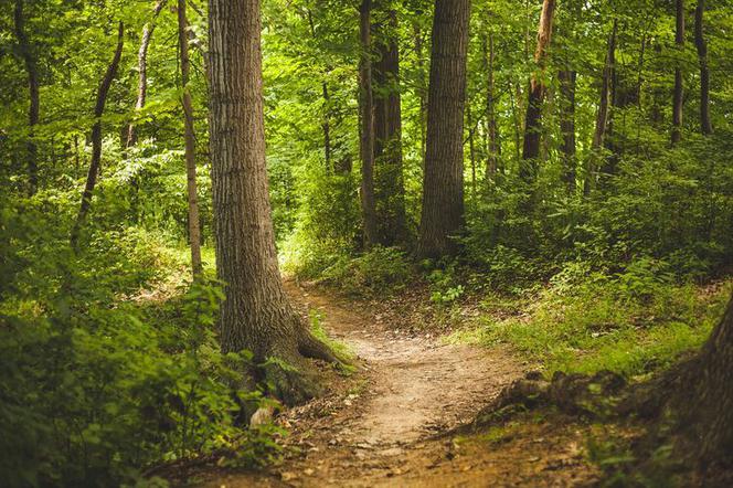 Jeśli wybierasz się na spacer do lasu, to pamiętaj o rozsądku i bezpieczeństwie