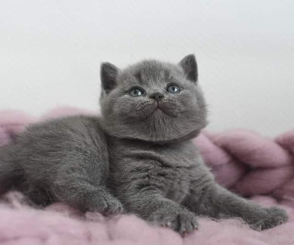 30 śmiesznych kotków, które poprawią Ci humor! Ta galeria roztopi każde serce 