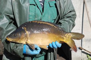 Chętnie jadali go królowie Polski. Małopolskiego karpia znajdziemy nawet w Wikipedii