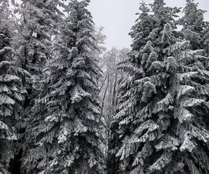 Pierwszy śnieg w Bieszczadach