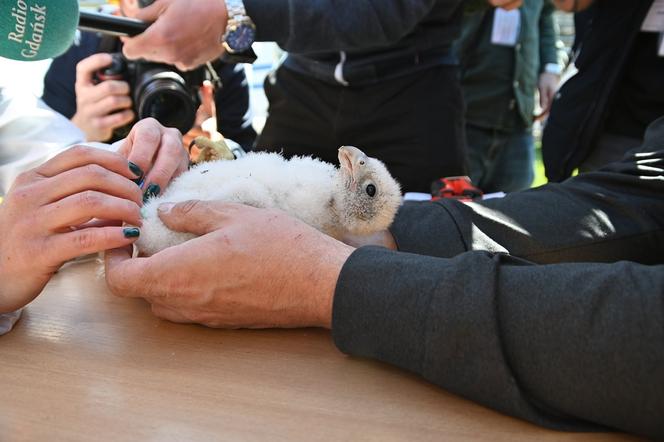 Znamy płeć gdyńskich sokołów. Jak wyglądało obrączkowanie?