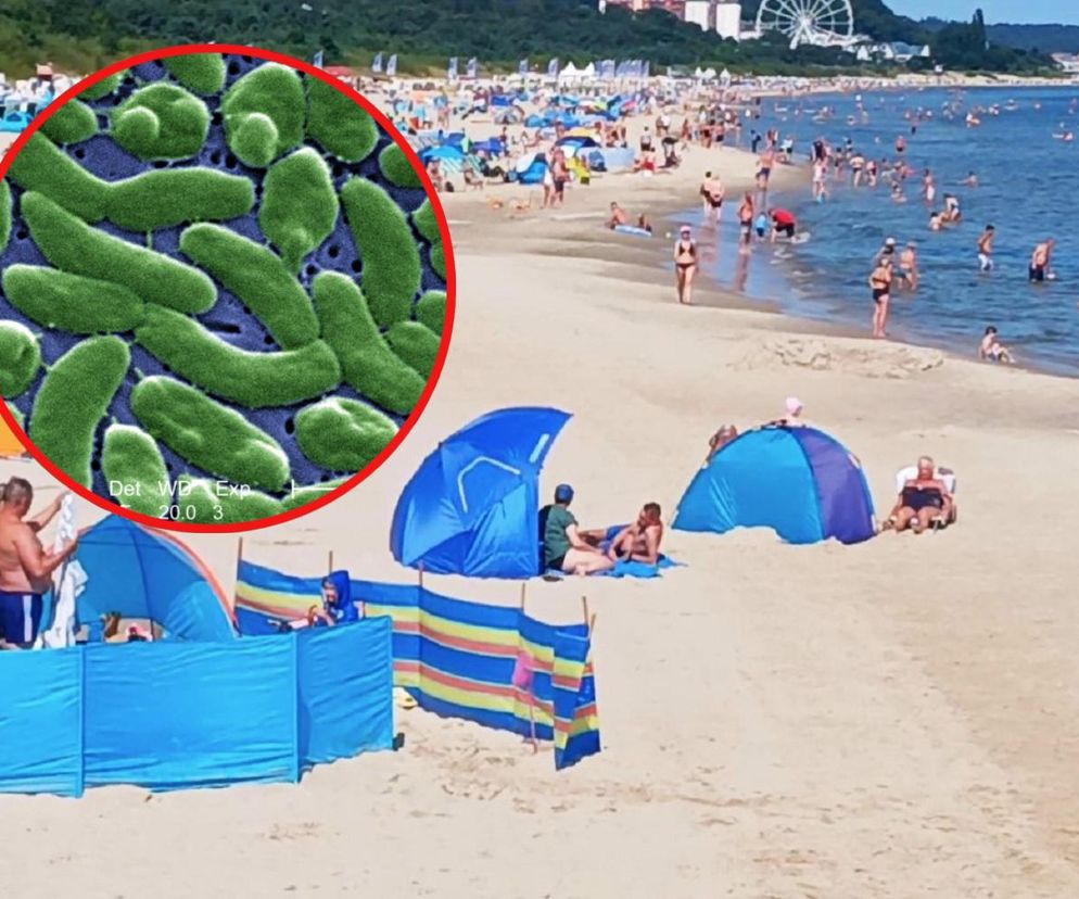 Śmiercionośna bakteria znów obecna w Bałtyku. W zeszłym roku zmarły dwie osoby