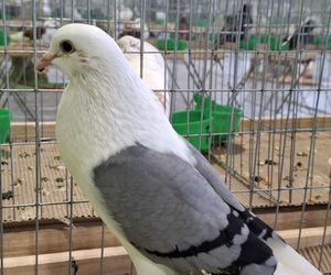Kalisz. Rasowe gołębie, drób i króliki można podziwiać w hali OSRiR