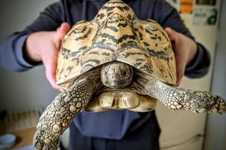 Nie tylko koty i psy. Zwierzęta egzotyczne też cierpią, zanim kupisz mocno się zastanów 