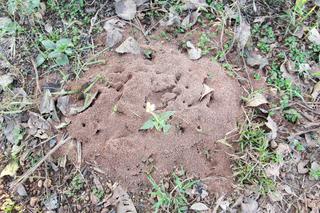 Mrówki w domu i w ogrodzie. Poznaj sposób na mrówki 