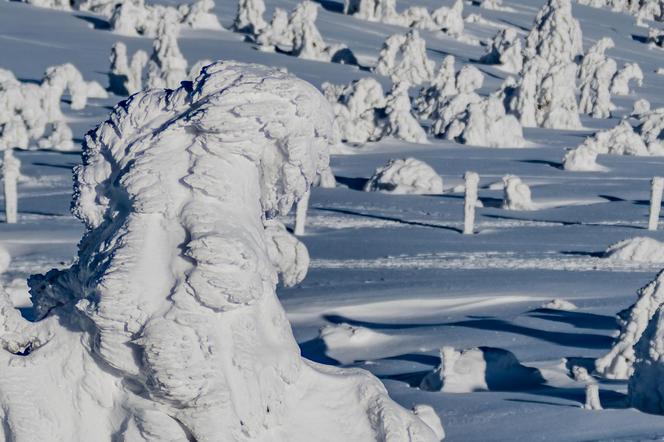 Dziwne stwory w górach. Śnieżne duchy i potwory straszą turystów