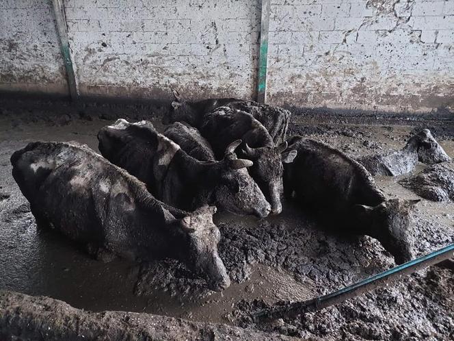 Piekło zwierząt we wsi Kwik. Ujawniono zwłoki i szczątki zwierząt. "Krowy tonęły we własnych odchodach" [DRASTYCZNE ZDJĘCIA 18+]