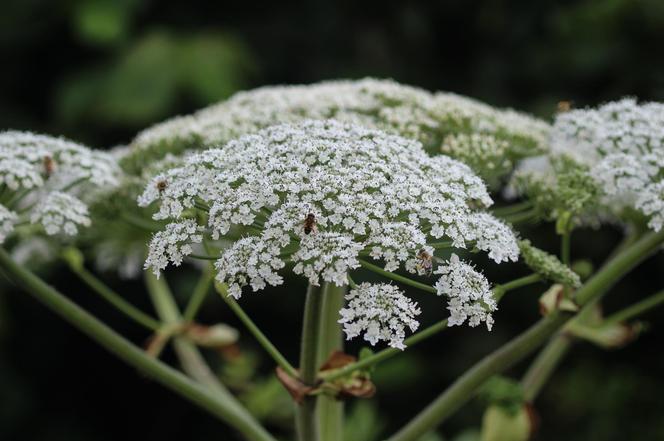 Barszcz zwyczajny (Heracleum sphondylium)