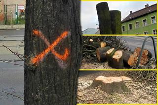 Masakra drzew na szczecińskich Pomorzanach. Wycięli całe szpalery