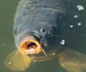 Ile kosztuje karp z Wierzchosławic? Sprzedaż tylko przez 3 dni