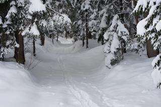 Śnieg, deszcz i silny wiatr. Taka czeka nas pogoda w najbliższych dniach