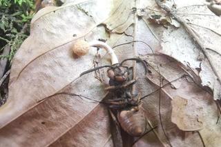 Pasożyt zmienia ciało ofiary w zombie. Leśnicy pokazali zdjęcia 