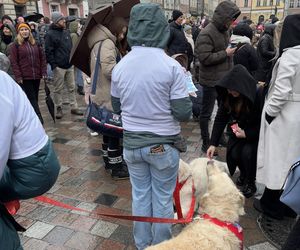 Golden Retriever WOŚP w Poznaniu