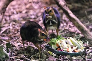 Myszojeleń we wrocławskim zoo osiągnął już rozmiary dorosłego osobnika