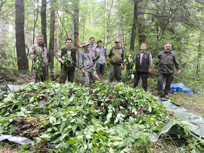 Inwazja obcych w woj. warmińsko-mazurskim. Te gatunki niszczą ekosystem