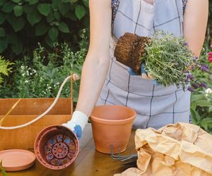 To roślina szczęścia i dobrobytu. Sadzę ją każdego roku w ogrodzie i na balkonie. Przynosi pomyślność i chroni dom
