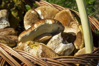 Grzyby-giganty w Małopolsce. AI analizuje i podpowiada, gdzie znaleźć rekordowe okazy