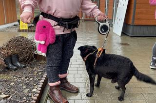 Dzień otwarty w schronisku dla zwierząt w Nowym Sączu